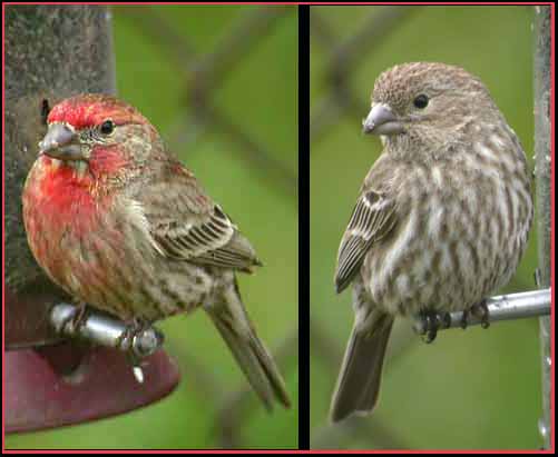 house_finch.JPG
