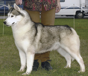 siberian-husky.jpg