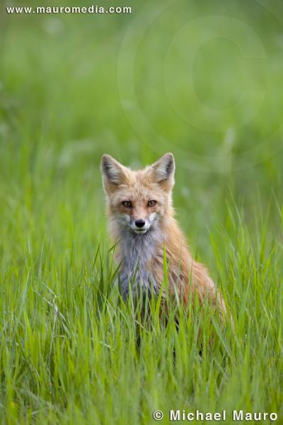 med_4139_Summer_Fox_-_Red_Fox.jpg