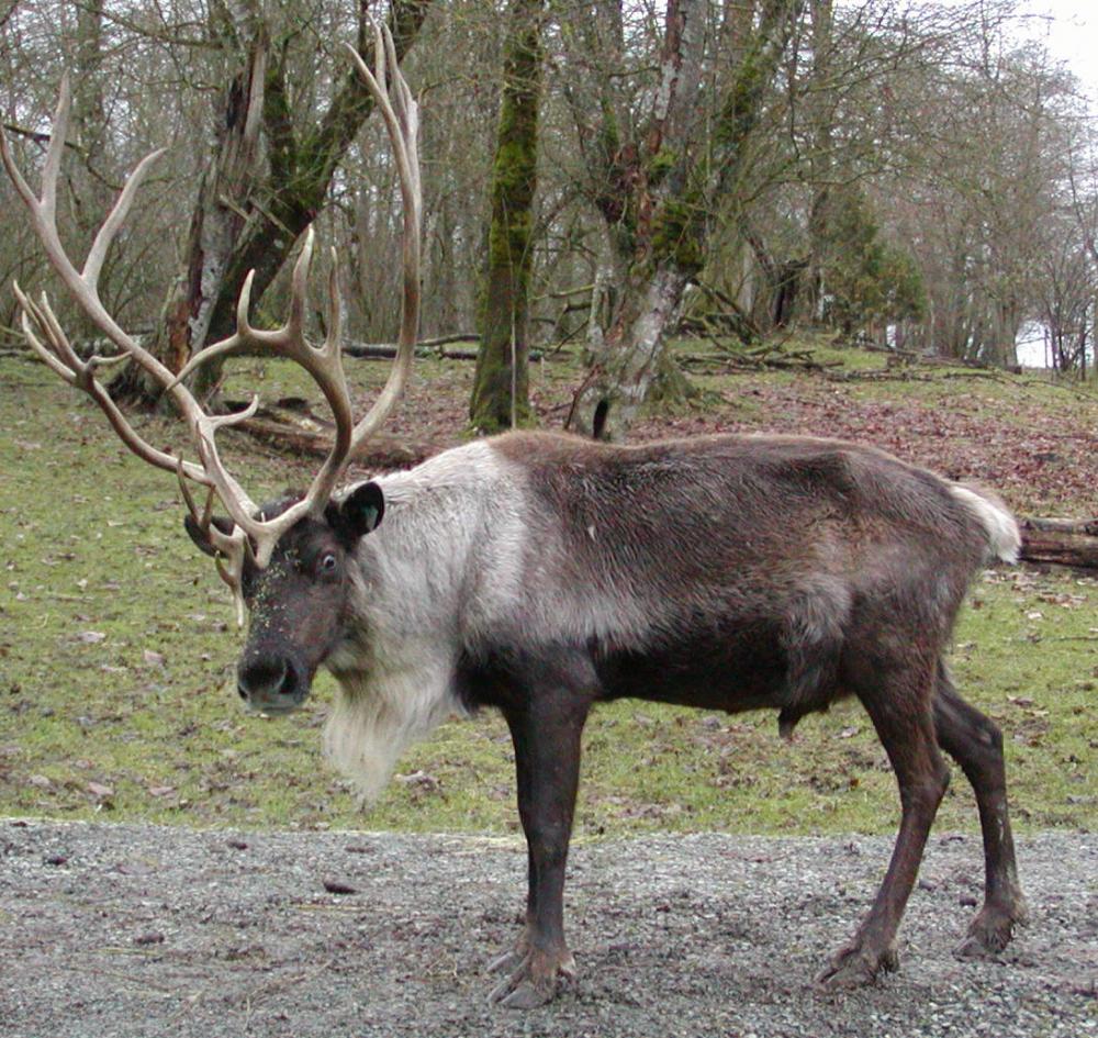reindeer-213.jpg