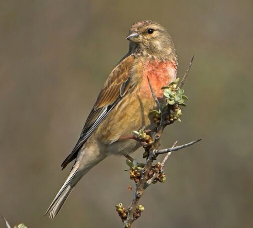 linnet%20kneu.jpg