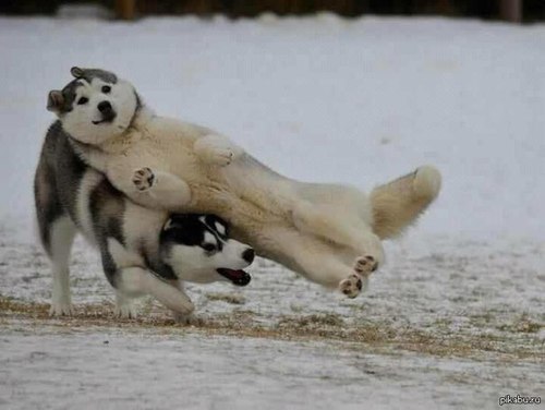 When-Dog-Trust-Falls-You-Must-Catch-Him-Husky.jpg