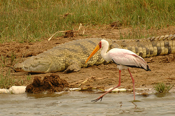 Yellow-billed_stork_kazinga.jpg