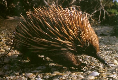 echidna_04.jpg