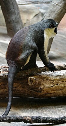 220px-Diana_Monkey.jpg