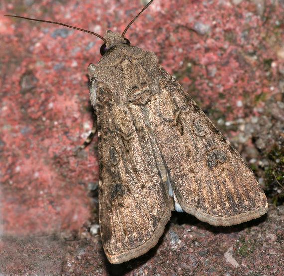 Agrotis_segetum01.jpg
