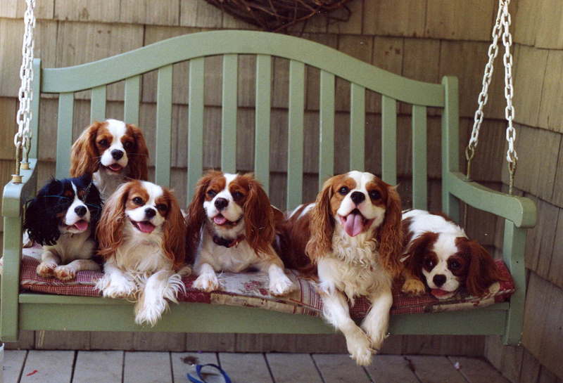 Cavalier_King_Charles_Spaniels_148.jpg