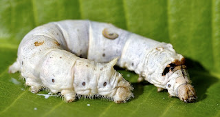 a_silkworm.jpg