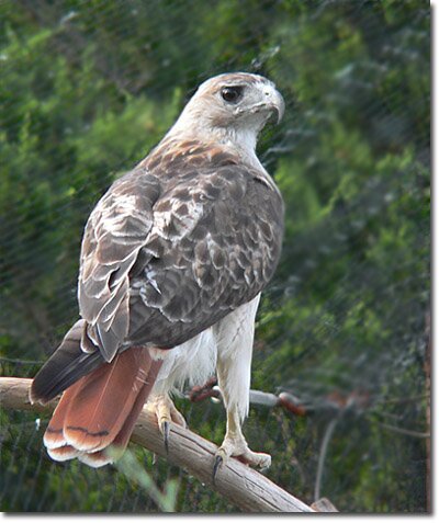 red-tailed-hawk-san-juan-islands-washington.jpg