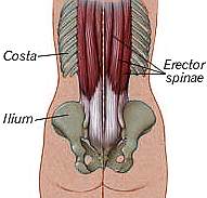 erector-spinae1.jpg