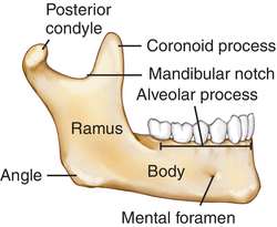 mandible.jpg