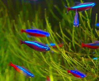neon+tetra.jpg