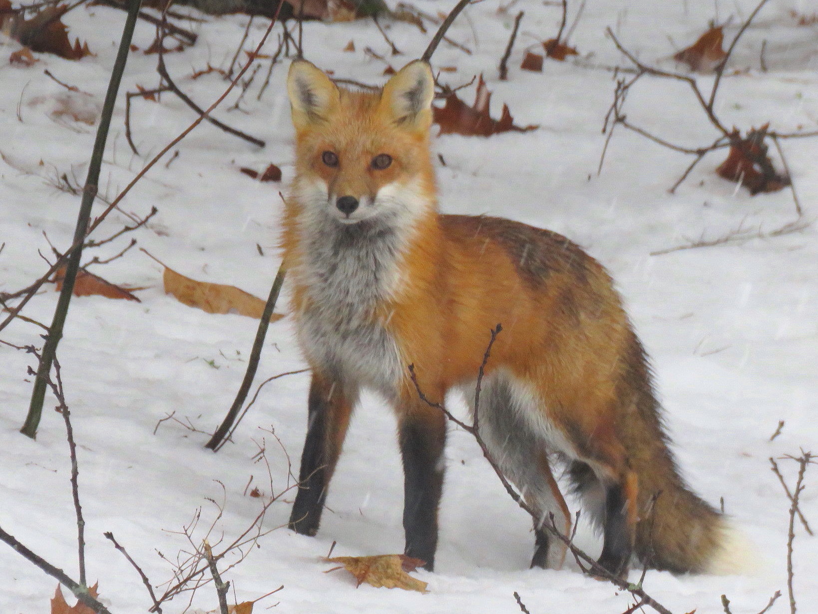 Best-shot-Winters-fox-2.jpg