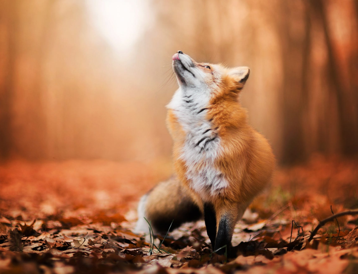 Red-Fox-in-Autumn-foxes-40239938-1147-877.png