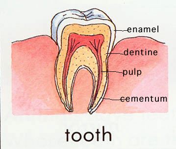 tooth.jpg