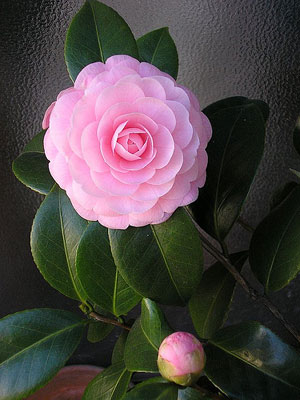 camelias.jpg