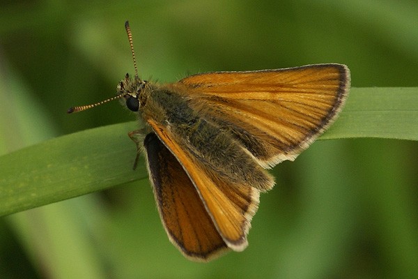 Essex_Skipper_16Jul09pb.jpg