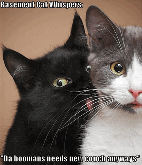 lolcat-basement-cat-new-couch.gif