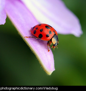 ladybug.jpg