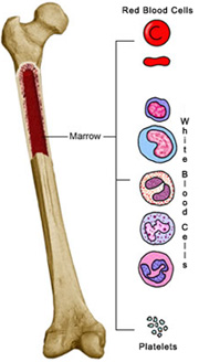bone-marrow.jpg