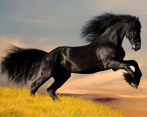 caballo_negro_wallpaper.jpg