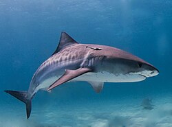 250px-Tiger_shark.jpg
