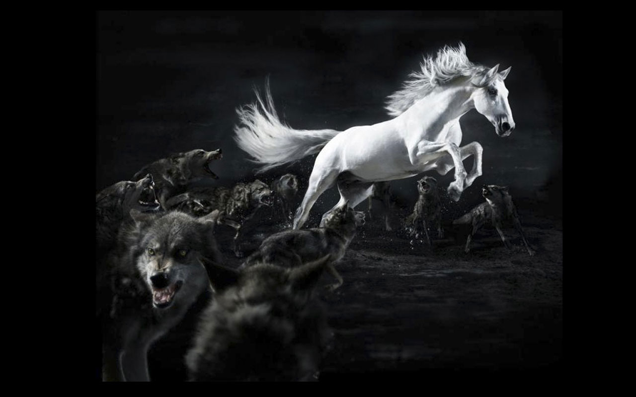 ch-horse-wolf-photo.jpg
