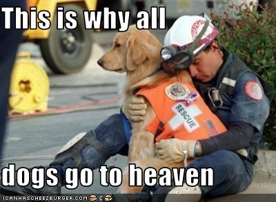 heaven-dog.jpg
