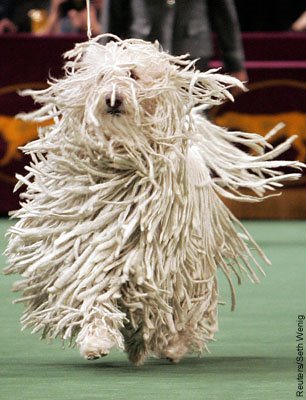 komondor%2Bdog.bmp