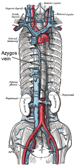 250px-Azygos_vein.png
