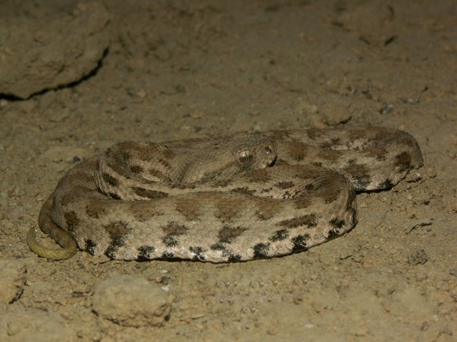 Macrovipera_lebetina_obtusa03.jpg