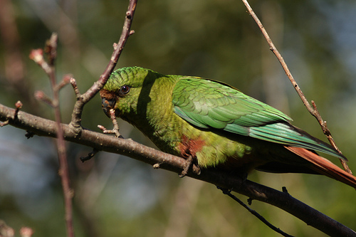 Austral-Parakeet.jpg