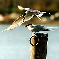 250px-Arctic_terns.jpg