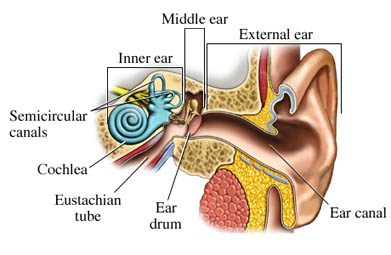 ear-eustachian-tube.jpg