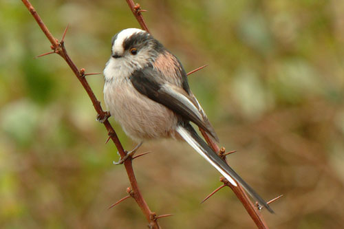 111-Long-tailed-tit-25Feb2006.jpg