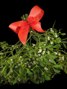 mistletoe.jpg