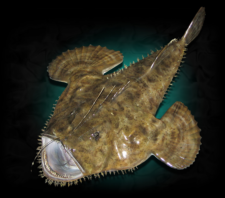 goosefish.jpg