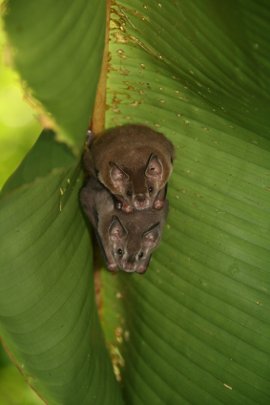 bats-in-a-banana-leaf-big2.jpg