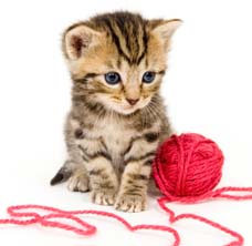 kitten-with-yarn.jpg