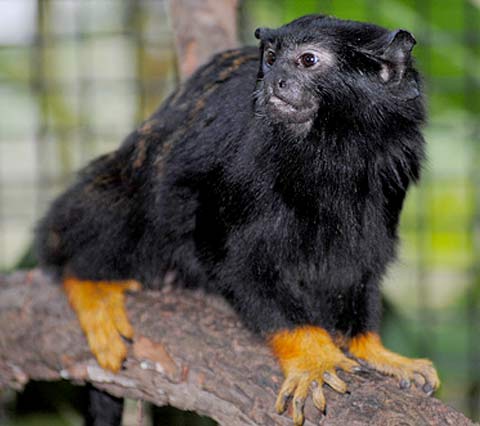 red-handed-tamarin.jpg