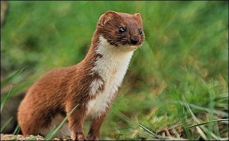 Weasels.jpg
