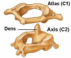 atlas-axis.jpg