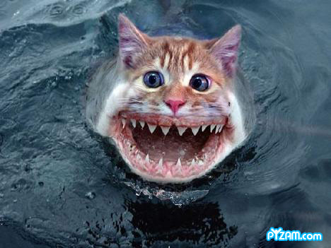 pyzamsharkcat.jpg