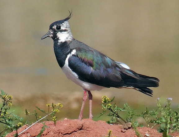 Northern_Lapwing_new.jpg