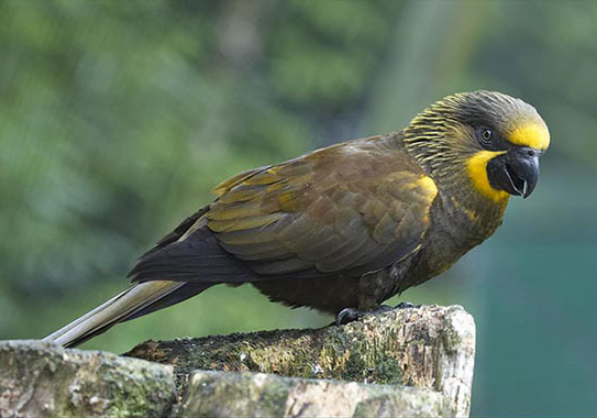 Brown_Lory_%28Chalcopsitta_duivenbodei%29-7.jpg