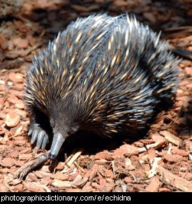 echidna.jpg