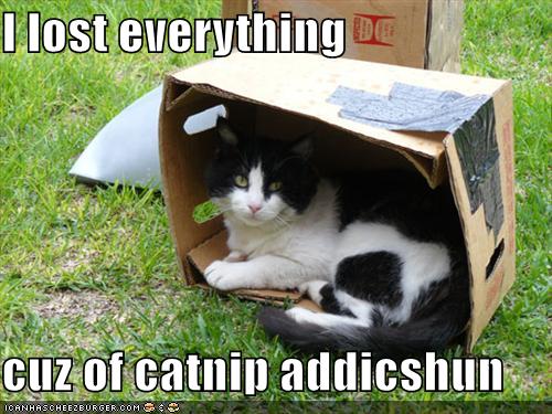 catnip-cat-799574.jpg