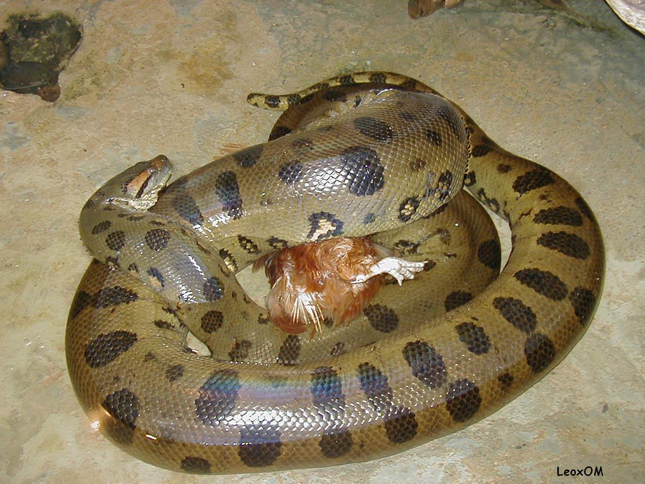 16150Anaconda_acuario.JPG
