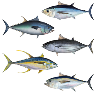 Tuna_assortment.png