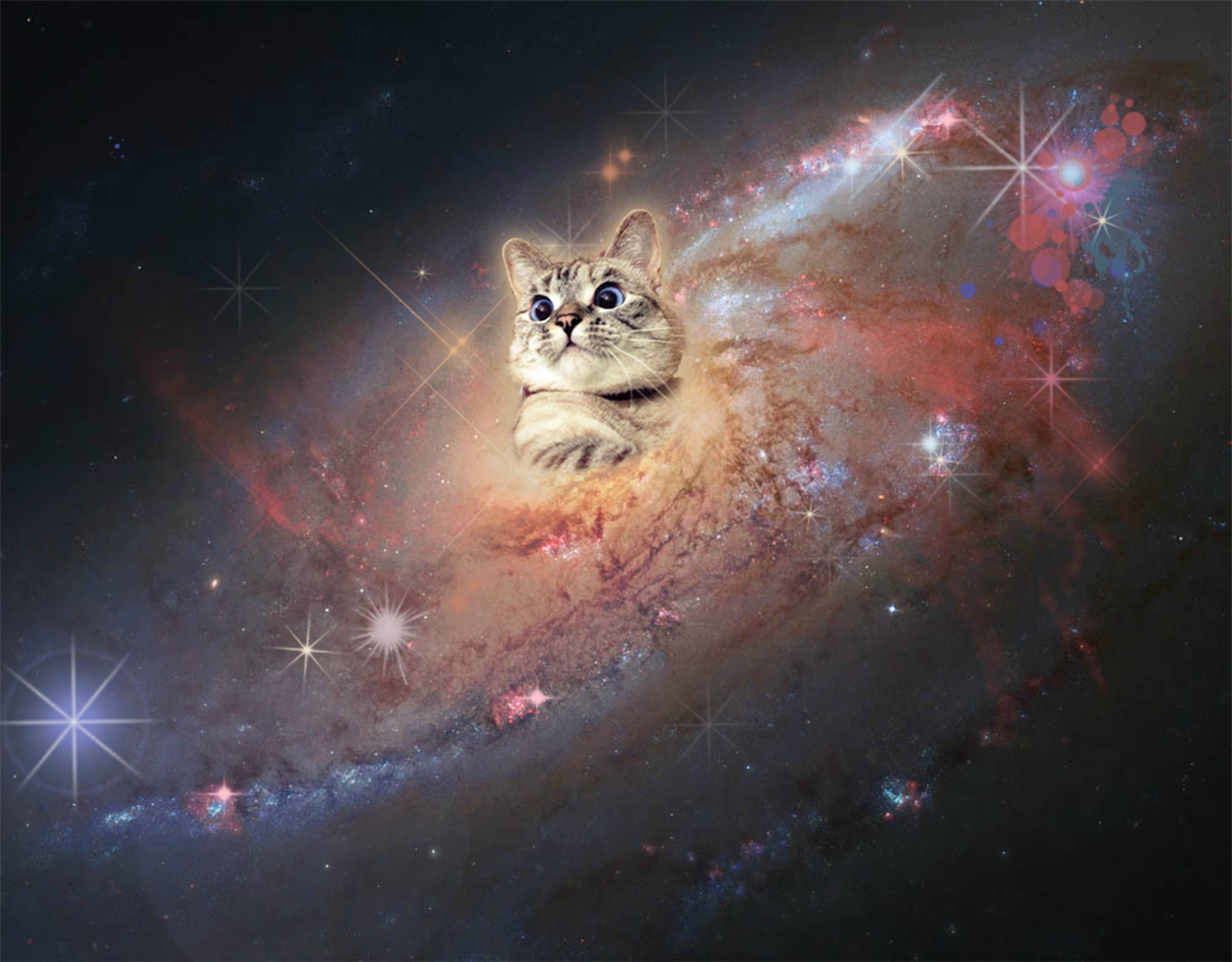 Nala_cat-In-Space-cats-37816614-3125-2440.jpg